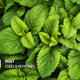 Phy Mintin' It Refreshing Body Wash | Peppermint + Olive |Gentle, Non-Drying Cleansing | SLS-Free